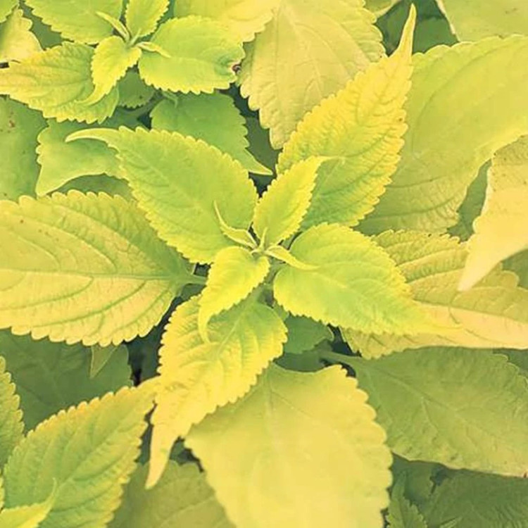 برگ حسن یوسف طلایی