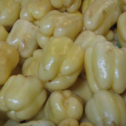 فلفل دلمه ای سفید