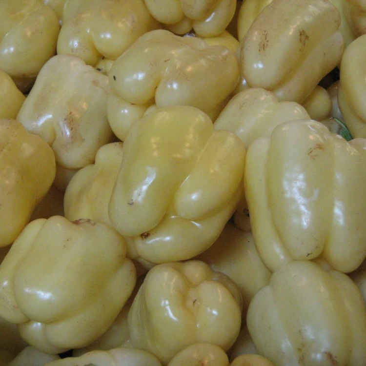 فلفل دلمه ای سفید