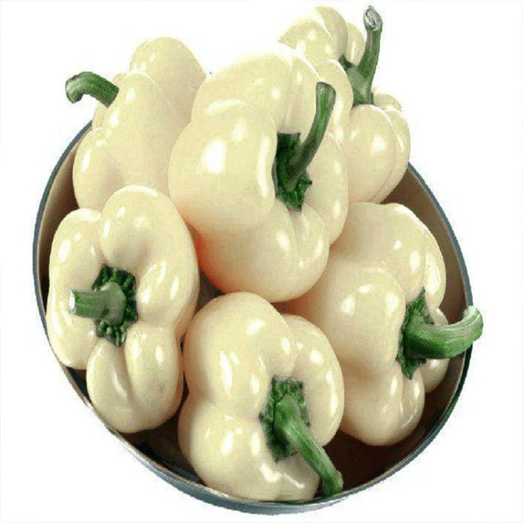 فلفل دلمه ای سفید در بشقاب