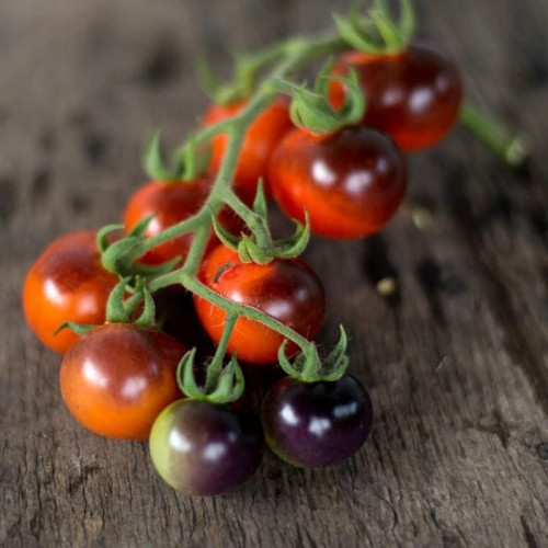 شاخه گوجه گیلاسی بلوبری قرمز