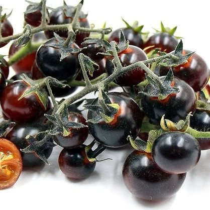 گوجه گیلاسی بلوبری قرمز از نزدیک