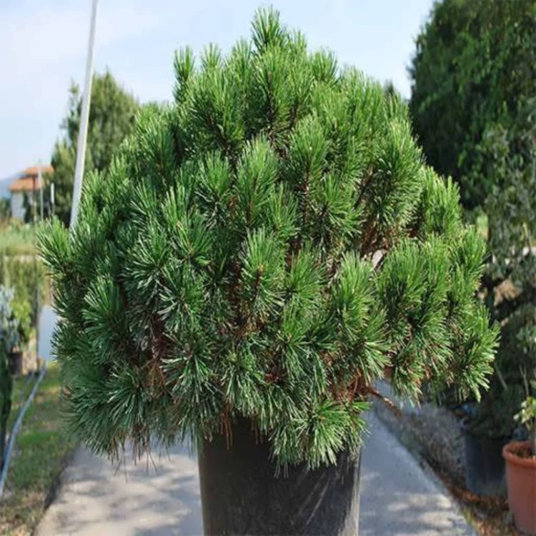 گلدان کاج موگو