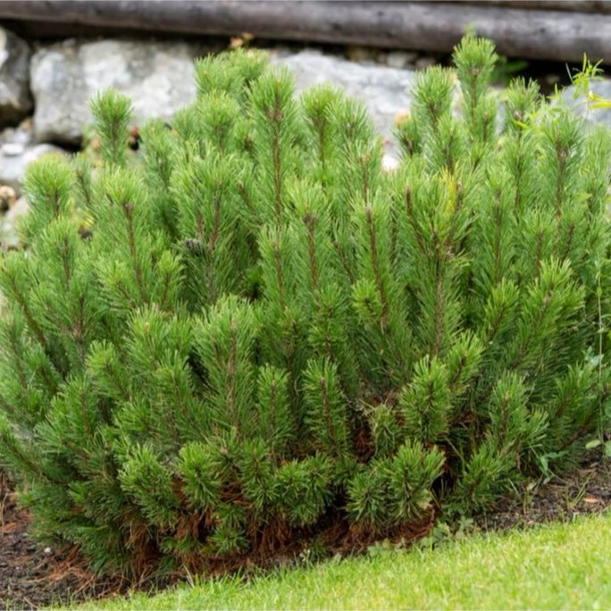 بوته کاج موگو