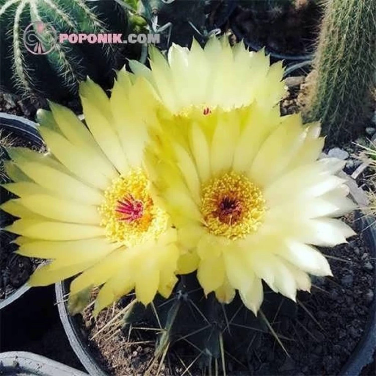 گل کاکتوس نوتو بوینینگی