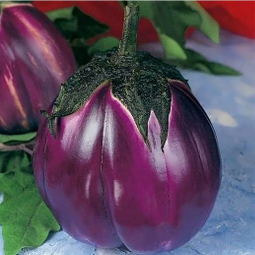 بادمجان دلمه ای ویولتا از نزدیک