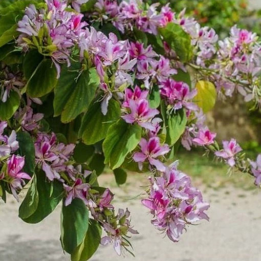 شاخه درخت ارکیده هنگ کنگ صورتی