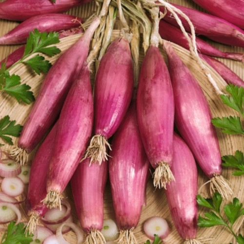 پیاز قرمز کشیده