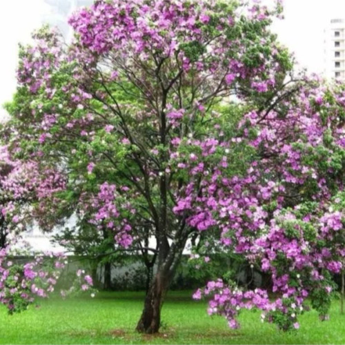 درخت ارکیده هنگ کنگ صورتی