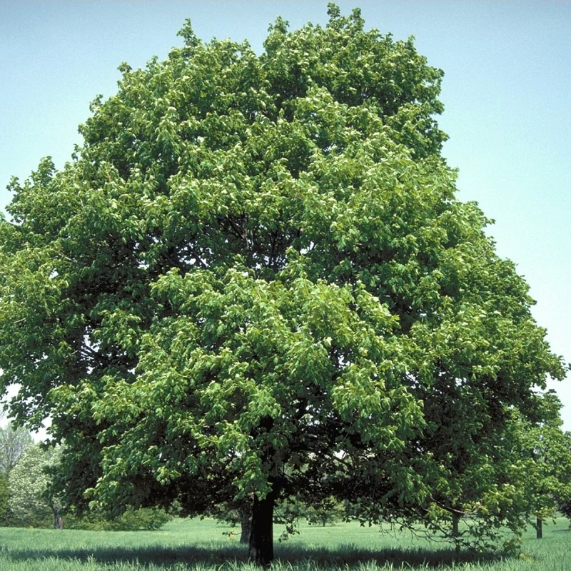 بذر افرا پلانتانید 2 عددی