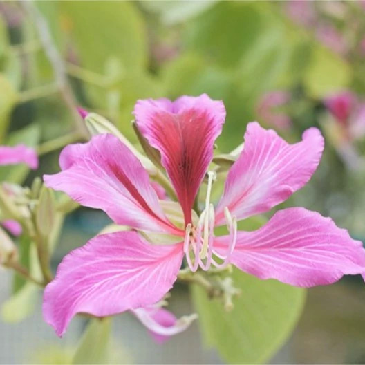 گل درخت ارکیده هنگ کنگ صورتی