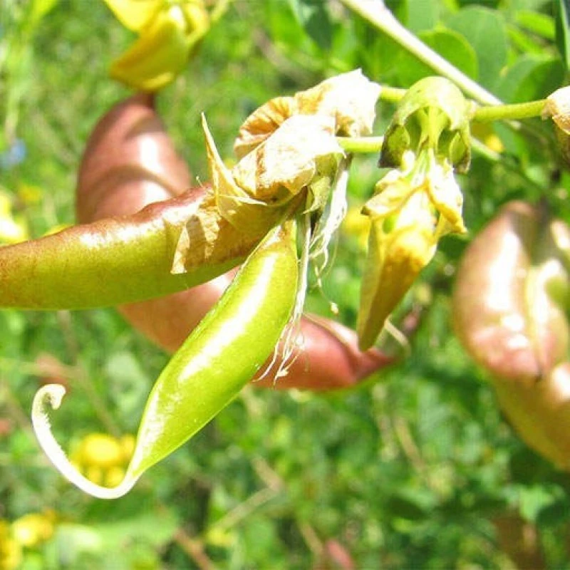 گل نیام حبابی