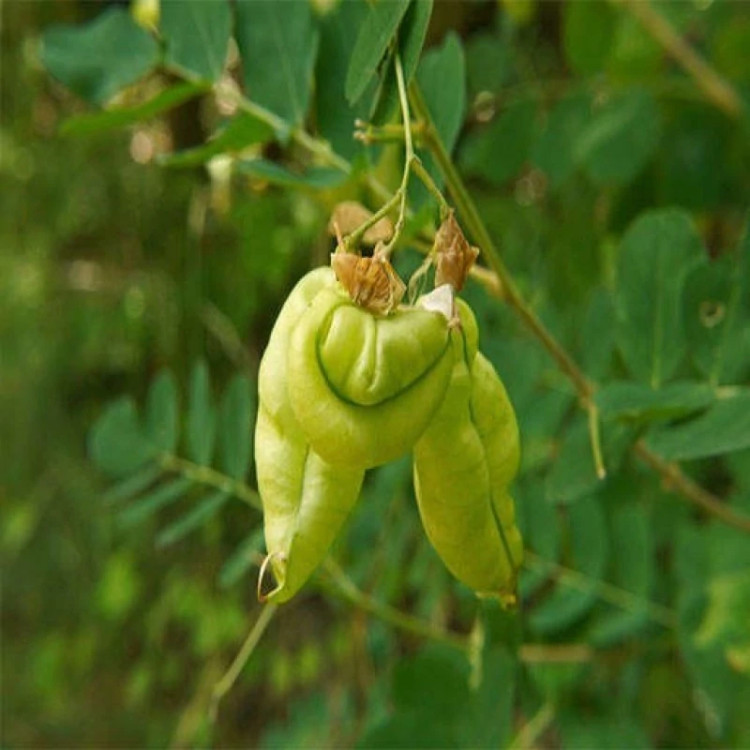 نیام حبابی