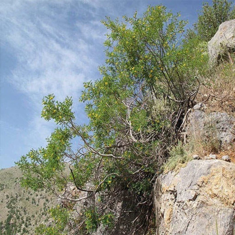 درختچه نیام حبابی