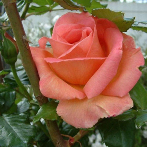 رز زینتی
