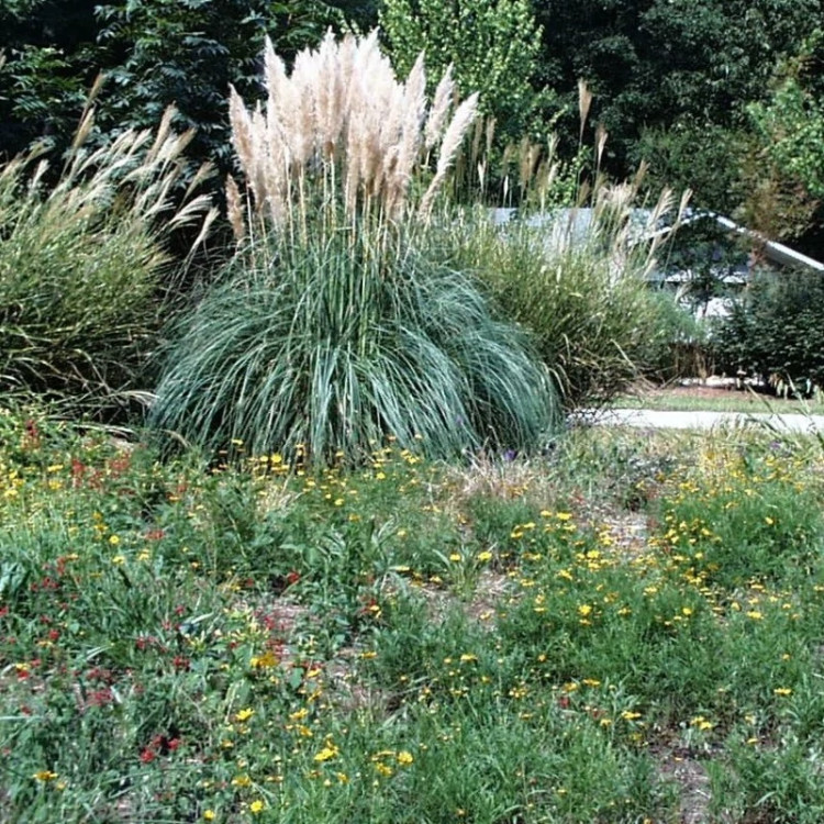 بوته پامپاس گراس