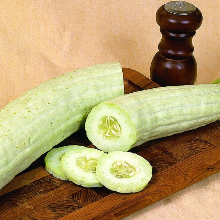 بذر خیار چنبر
