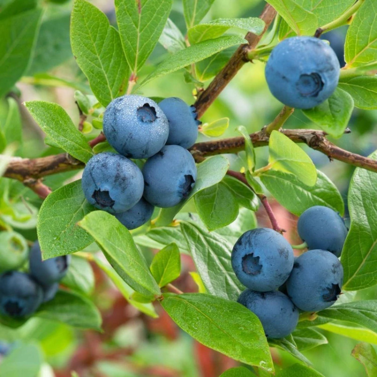 شاخه بلوبری چندلر