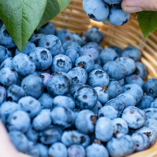 بلوبری چندلر