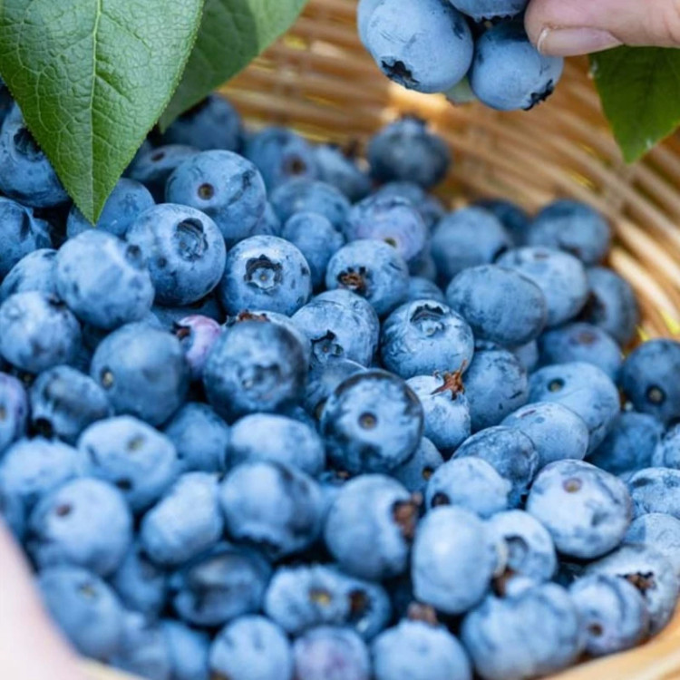 بلوبری چندلر