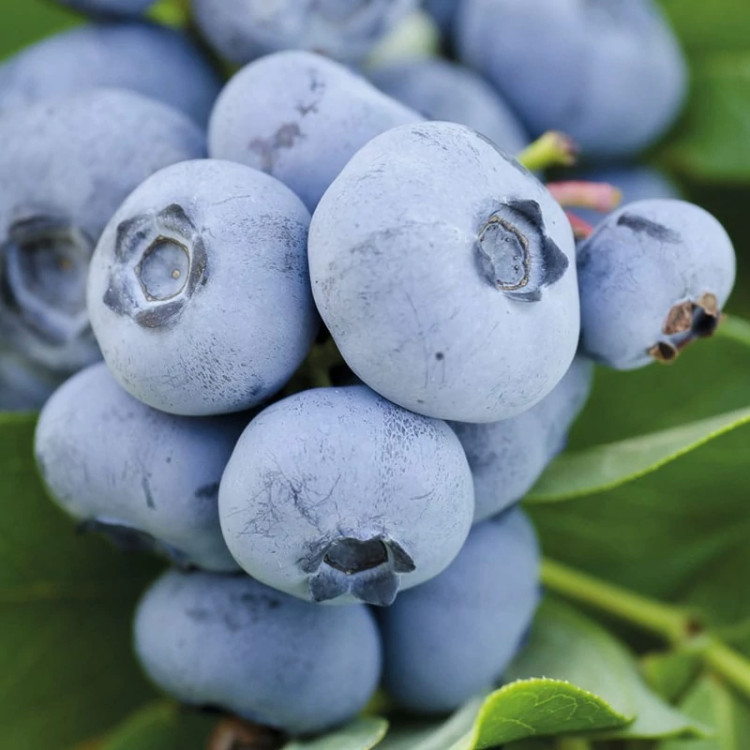 میوه بلوبری چندلر