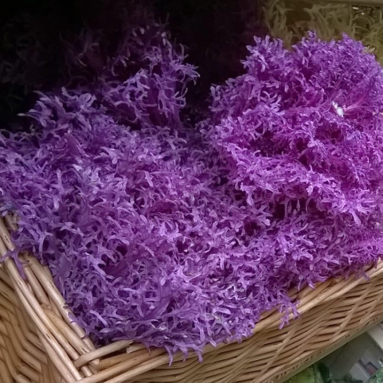 کاهو سوزنی قرمز