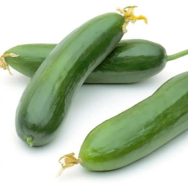 خیار قشم نیو ورد هیبرید از نزدیک