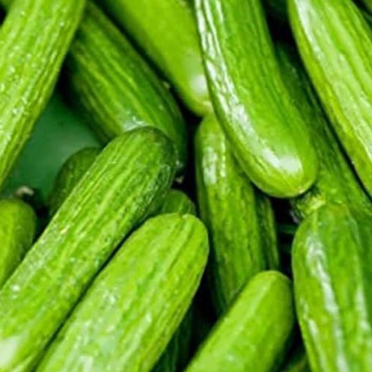 خیار قشم نیو ورد هیبرید