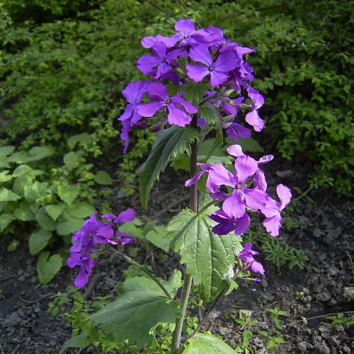گل سکه