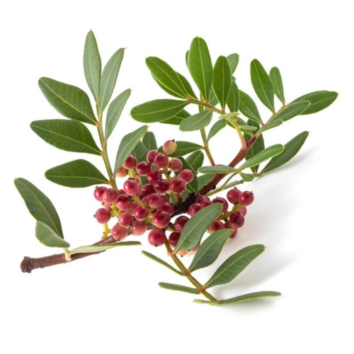 شاخه درخت مارولا