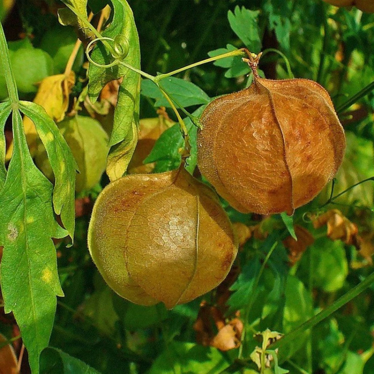 شاخه بالون عشق