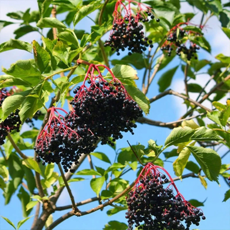 شاخه انگور کولی (آقطی سیاه)