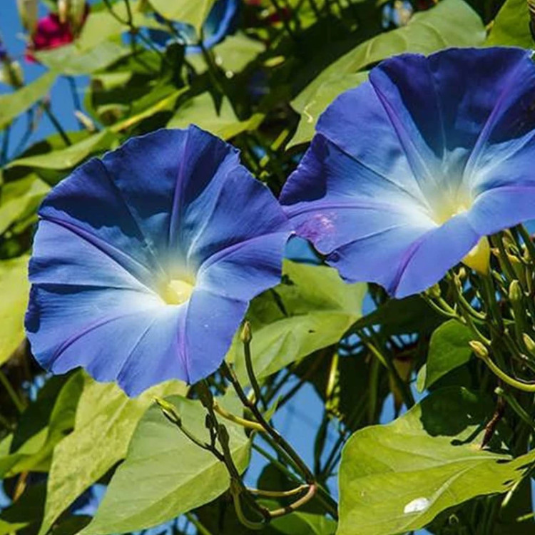 شاخه پیچک نیلوفر آبی