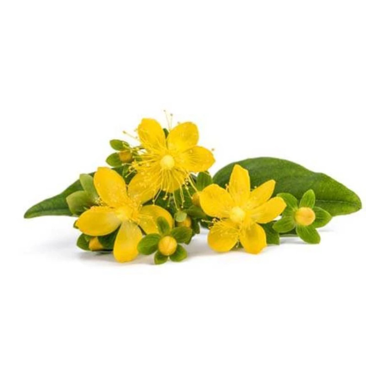علف چای پرفراتوم