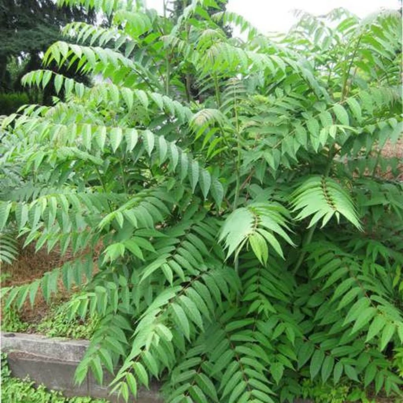 برگ درخت عرعر
