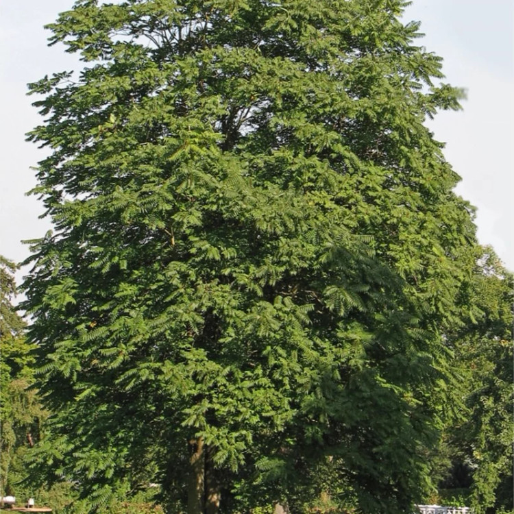درخت عرعر