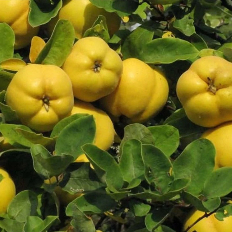 میوه به دانه