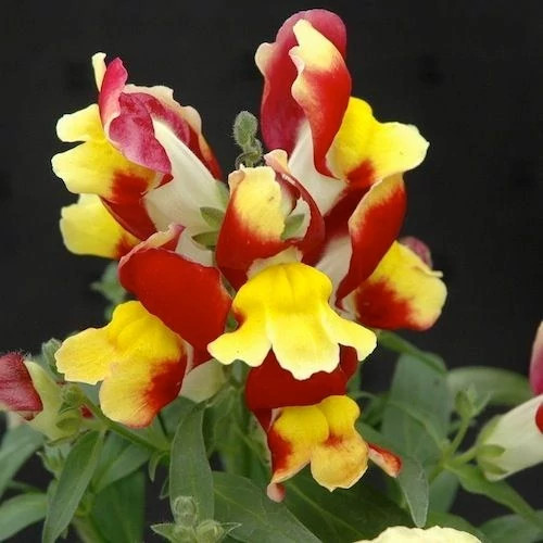 شاخه گل میمون ابلق