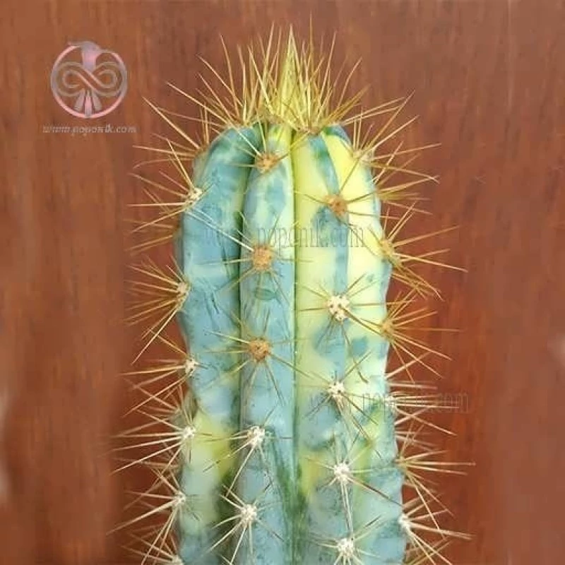 بذر کاکتوس آزروسرئوس وریدیس 10 عددی