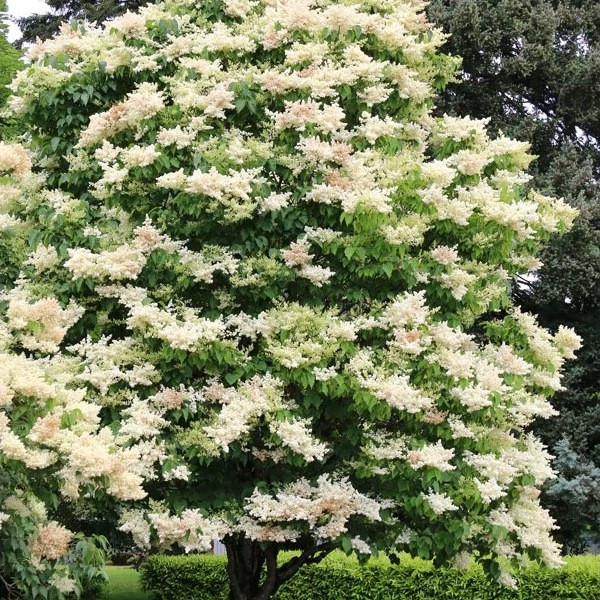 گل یاس هلندی