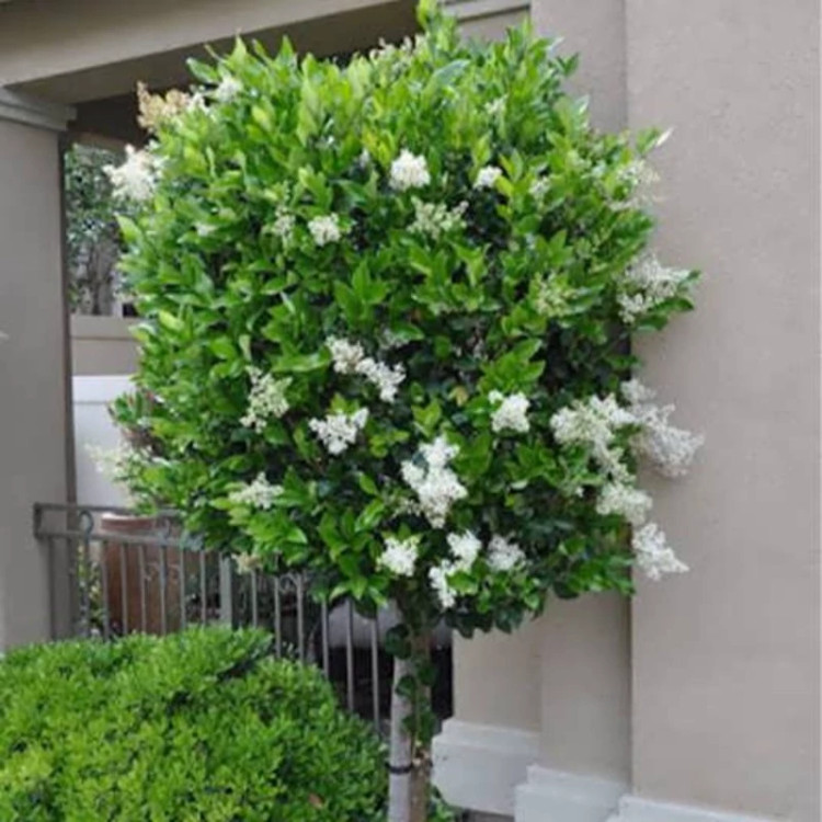 درخت یاس هلندی