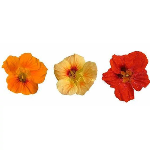 گل لادن بالا رونده