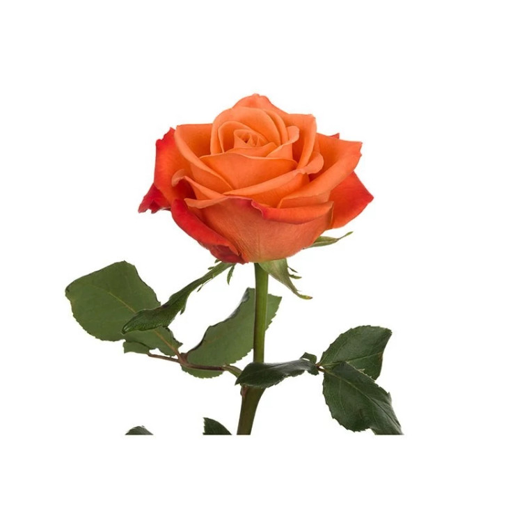 شاخه گل رز نارنجی