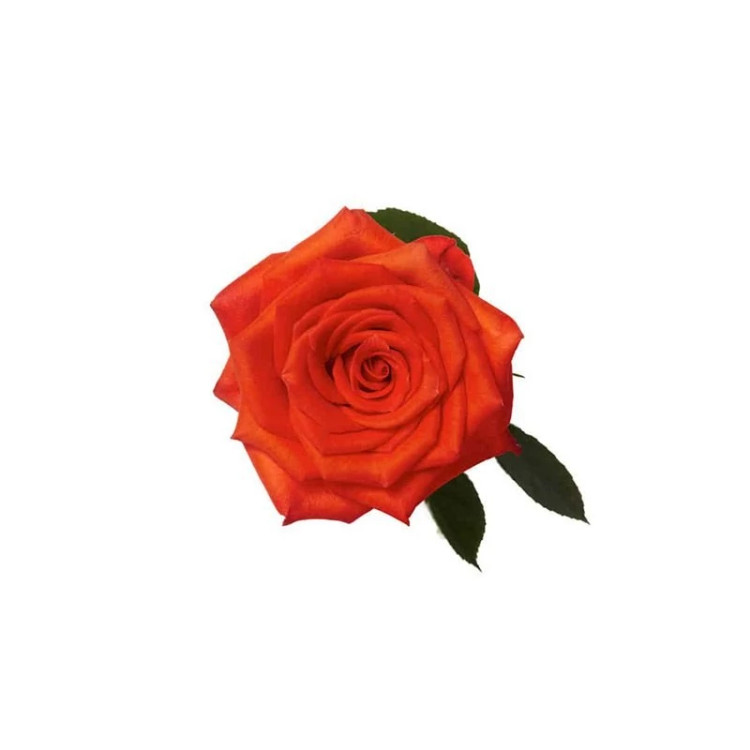 گل رز نارنجی از روبرو