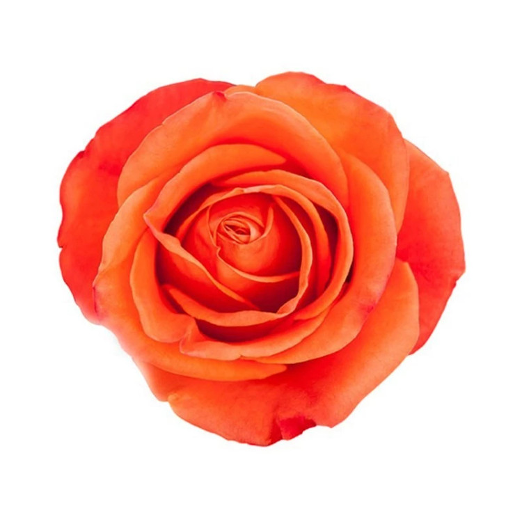 گل رز نارنجی