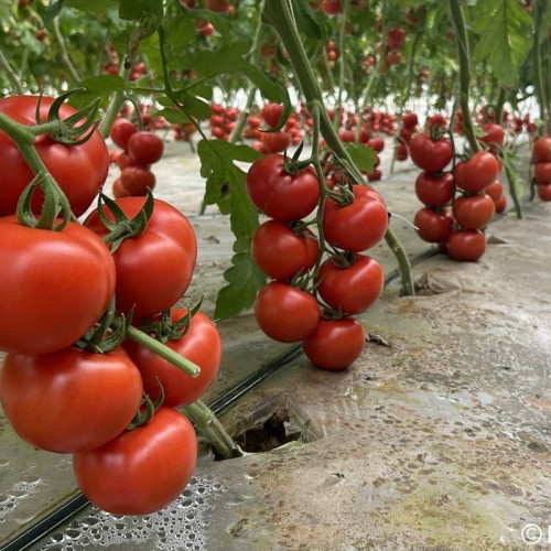 باغ گوجه فرنگی قرمز درشت توندو