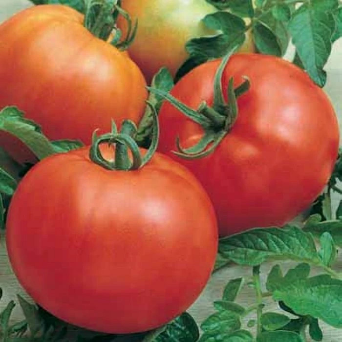 گوجه فرنگی قرمز درشت توندو