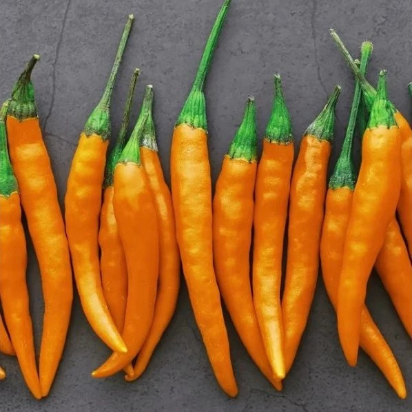 فلفل قلمی تند پرتغالی