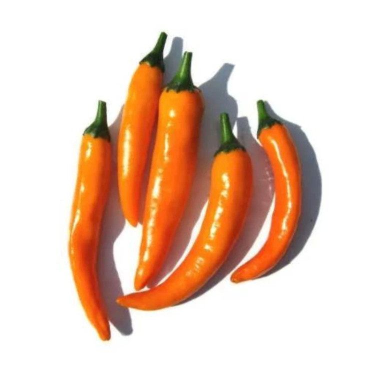 فلفل قلمی تند پرتغالی از روبرو