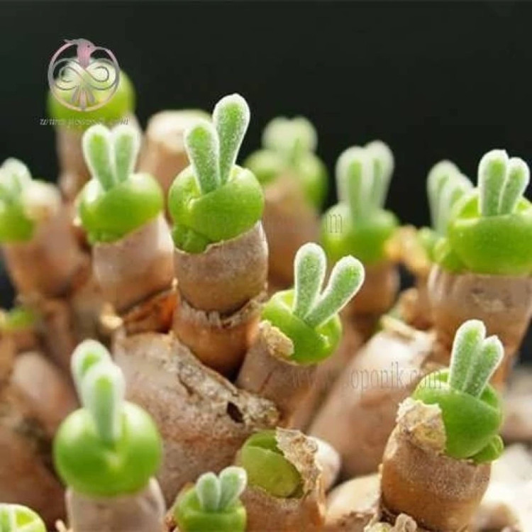 ساکولنت گوش خرگوشی از نزدیک